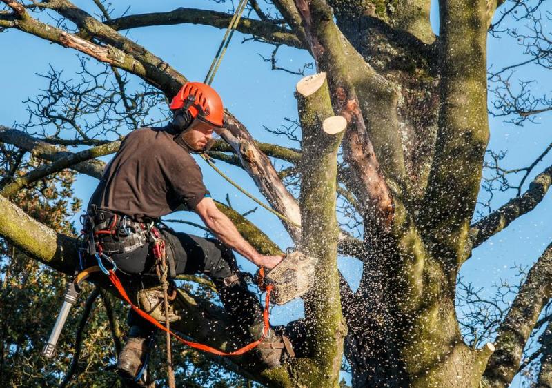 Quand faire appel &agrave; un &eacute;lagueur &agrave; Blain pour tailler vos arbres en toute s&eacute;curit&eacute; ?
