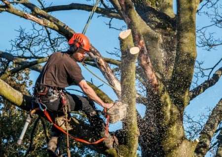 Quand faire appel &agrave; un &eacute;lagueur &agrave; Blain pour tailler vos arbres en toute s&eacute;curit&eacute; ?